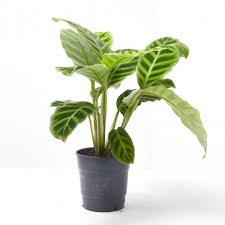 CalatheaZeb